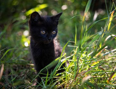 a small black kitten in the grass
