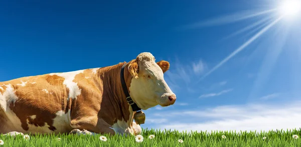 Close Brown White Dairy Cow Cowbell Green Pasture Green Grass — Stock Photo, Image
