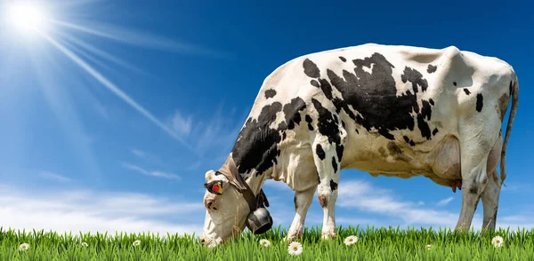 白色和黑色奶牛 头戴牛铃 绿色牧场上有雏菊花 蓝蓝的天空上有云彩 太阳光和复制的空间 — 图库照片