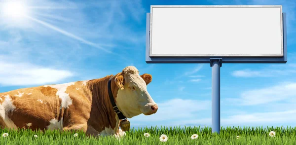 Blank Metal Billboard Copy Space Brown White Dairy Cow Cowbell — Stock Photo, Image