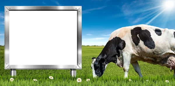 Outdoor Metal Branco Com Espaço Cópia Uma Vaca Leiteira Branca — Fotografia de Stock