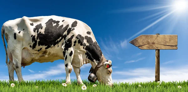 Placa Direcional Madeira Vazia Com Espaço Cópia Uma Vaca Leiteira — Fotografia de Stock