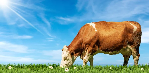 棕色和白色的奶牛在绿色的牧场上 开着雏菊的花朵 面对着蓝蓝的天空 太阳光和复制的空间 — 图库照片