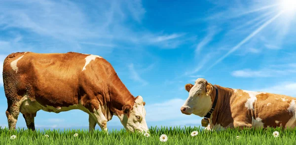 Deux Vaches Laitières Brunes Blanches Sur Pâturage Vert Avec Des — Photo