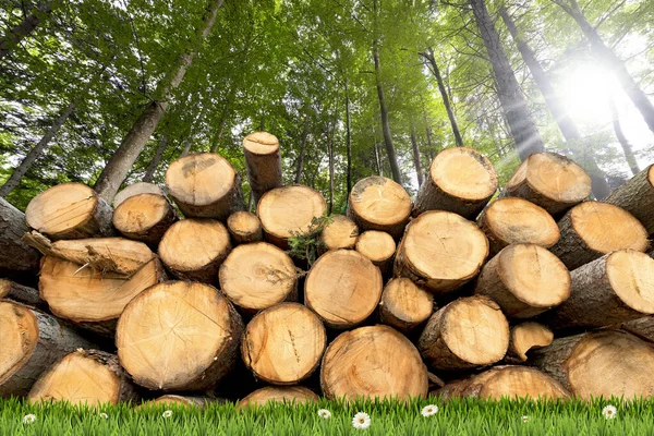 Close Large Group Pine Tree Trunks Green Meadow Green Grass — Stock Photo, Image