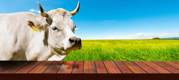 田舎の風景の角 ハイファー と空の木製のテーブルと白い酪農牛の肖像画 乳製品のテンプレート — ストック写真