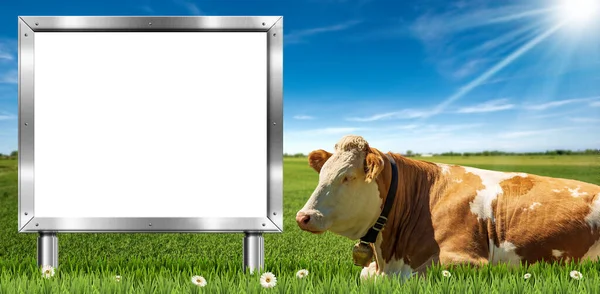 Vache Laitière Brune Blanche Avec Cloche Vache Panneau Affichage Métallique — Photo