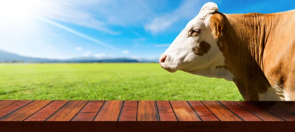 Empty wooden table (diminishing perspective) and a white and brown dairy cow (heifer), profile view, on a countryside landscape with sunbeams. Template for dairy products.