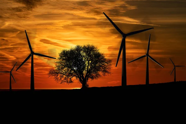 Silhuetter Grupp Vindkraftverk Och Ett Naket Träd Mot Dramatisk Himmel — Stockfoto