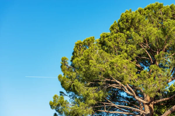 Detailní Záběr Zelené Borovice Proti Jasně Modré Obloze Středomoří Pobřeží — Stock fotografie