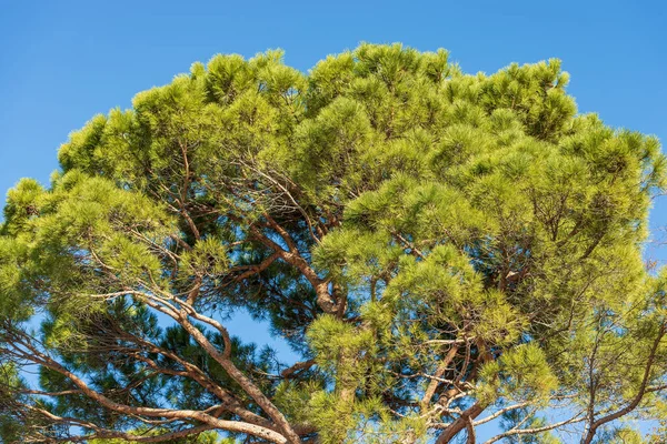 Κοντινό Πλάνο Ενός Πράσινου Θαλασσινού Πεύκου Ενάντια Έναν Καταγάλανο Ουρανό — Φωτογραφία Αρχείου
