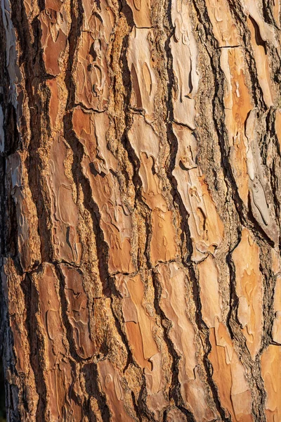 Bir Deniz Çam Kabuğunun Aşırı Yakın Çekimi Pinus Pinaster Ahşap — Stok fotoğraf