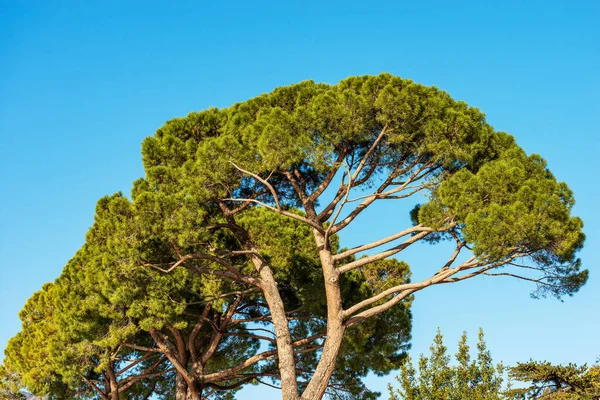 Detailní Záběr Zelených Borovic Proti Jasně Modré Obloze Středomoří Pobřeží — Stock fotografie