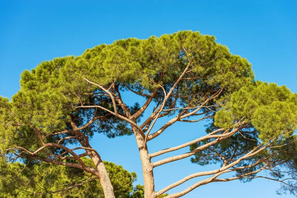 Κοντινό Πλάνο Πράσινων Θαλάσσιων Πεύκων Ενάντια Έναν Καταγάλανο Ουρανό Μεσογειακή — Φωτογραφία Αρχείου