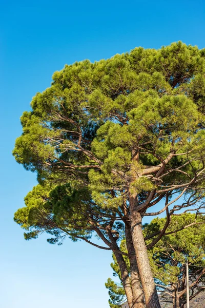 Detailní Záběr Zelených Borovic Proti Jasně Modré Obloze Středomoří Pobřeží — Stock fotografie