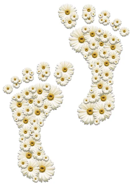 Gänseblümchen Blumen Fußabdrücken Menschliche Füße Angeordnet Isoliert Auf Weißem Hintergrund — Stockfoto