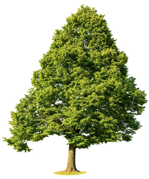 Чудове Велике Зелене Дерево Ізольоване Білому Тлі Італія Європа — стокове фото