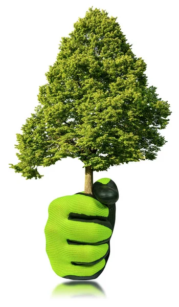 Zbliżenie Dłoni Zieloną Czarną Rękawicą Ochronną Trzymającą Zielone Drzewo Odizolowane — Zdjęcie stockowe
