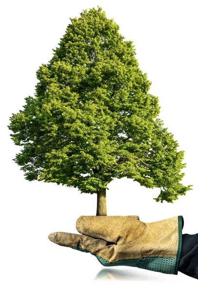 Close Hand Protective Work Glove Holding Green Tree Isolated White — Stock Photo, Image