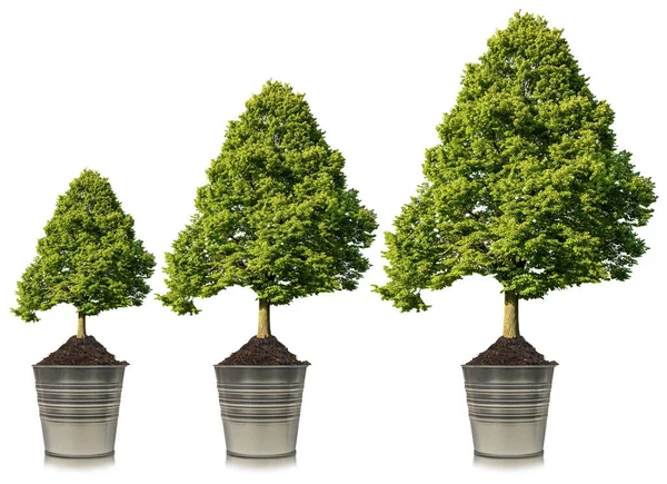 Trzy Piękne Duże Zielone Drzewa Garnku Ogrodowym Odizolowane Białym Tle — Zdjęcie stockowe