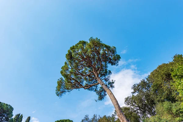 구름을 배경으로 소나무가 오릅니다 지중해 포르토 제노바 리구리아 이탈리아 — 스톡 사진