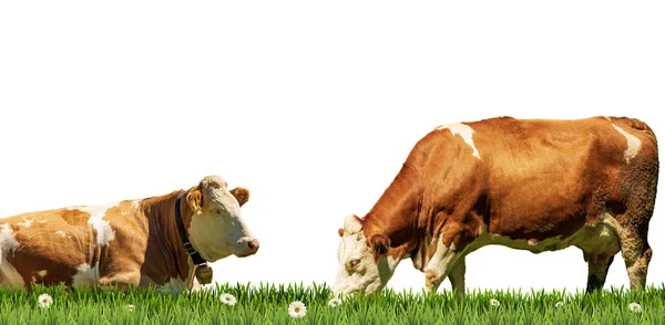Dos Vacas Lecheras Color Marrón Blanco Sobre Pasto Verde Con — Foto de Stock