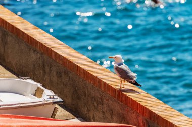 Güneşli bir yaz gününde Tellaro 'nun küçük bir köyünün limanında alçak duvardaki bir martı. La Spezia Körfezi, Lerici Belediyesi, Liguria, İtalya, Avrupa kıyılarındaki turizm beldesi.