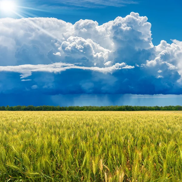 Mavi Gökyüzünde Güzel Kümülüs Bulutları Cumulonimbus Ilkbaharda Yeşil Buğday Tarlası — Stok fotoğraf