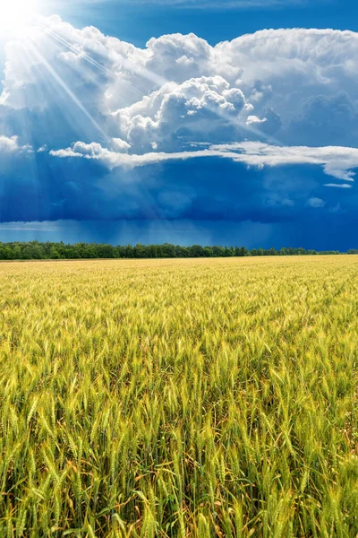 Mavi Gökyüzünde Güzel Kümülüs Bulutları Cumulonimbus Ilkbaharda Yeşil Buğday Tarlası — Stok fotoğraf