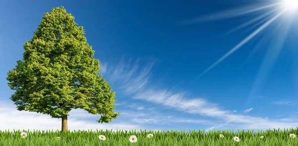 Samotne Zielone Drzewo Zielonej Łące Kwiatami Stokrotki Przeciwko Jasnemu Niebieskiemu — Zdjęcie stockowe