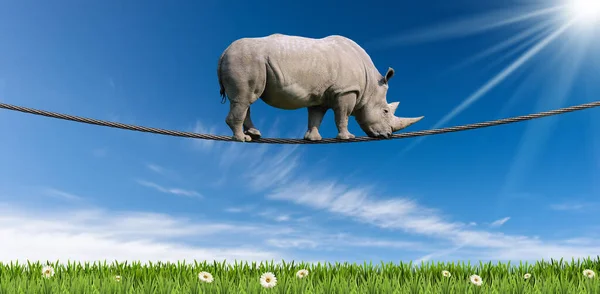 Enorme Rinoceronte Blanco Rinoceronte Caminando Sobre Cable Acero Cuerda Sobre — Foto de Stock