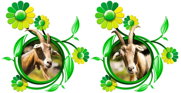 框架与山羊的头 看着相机 绿色的叶子和菊花 隔离在白色的背景 3D插图和摄影 — 图库照片