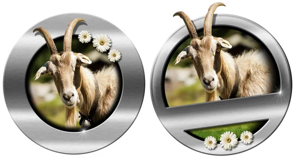 Metallic Rund Ikon Eller Symbol Med Huvud Get Med Horn — Stockfoto