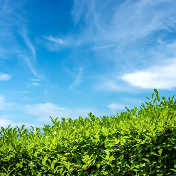 Detailní Záběr Zelených Listů Živého Plotu Proti Modré Obloze Mraky — Stock fotografie