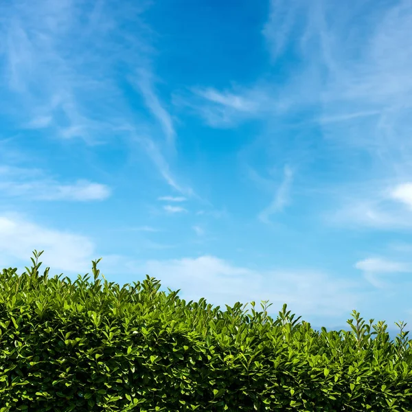 Κοντινό Πλάνο Πράσινων Φύλλων Ενός Φράκτη Ενάντια Έναν Γαλάζιο Ουρανό — Φωτογραφία Αρχείου