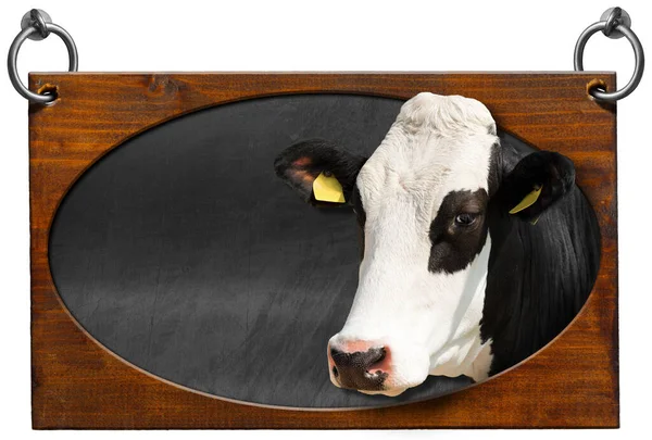 楕円形のフレーム 楕円形 と白と黒の牛 ハイファー とハンギング用鋼リングの頭を持つ黒板と木製の看板 白い背景とコピースペース テンプレートに分離 — ストック写真
