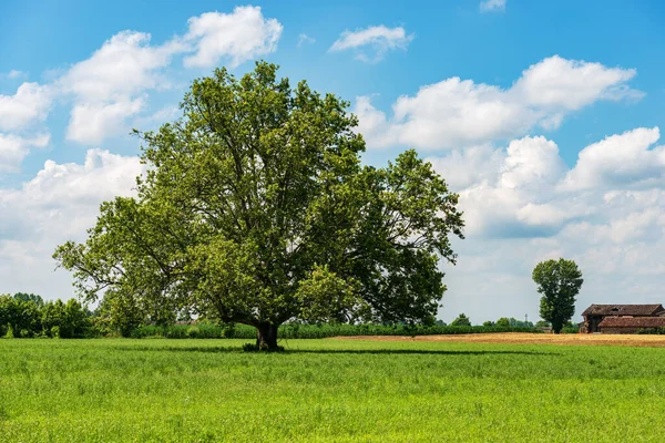 Landelijk Landschap Met Groene Weide Een Grote Boom Lente Padan — Stockfoto