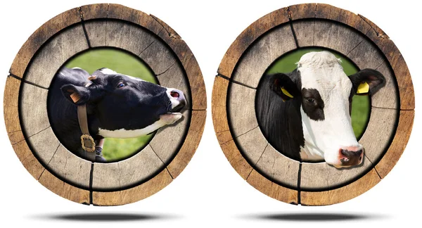 Ícone Redondo Madeira Símbolo Com Cabeça Vaca Novilha Espaço Cópia — Fotografia de Stock
