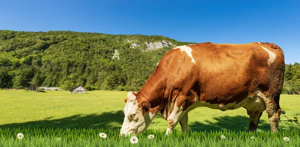 棕色和白色的奶牛在山上的绿色牧场上 开着雏菊的花朵 映衬着蓝蓝的天空 欧洲阿尔卑斯山 — 图库照片