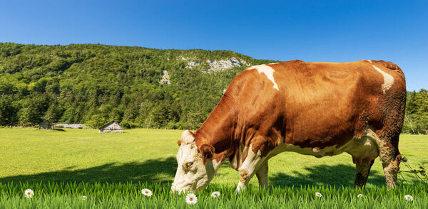 Brown and white dairy cow on a mountain green pasture with daisy flowers, against a clear blue sky. European Alps.