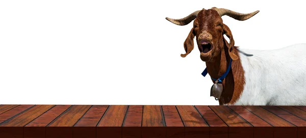 Close Empty Wooden Table White Brown Horned Mountain Goat Cow — Stock Photo, Image