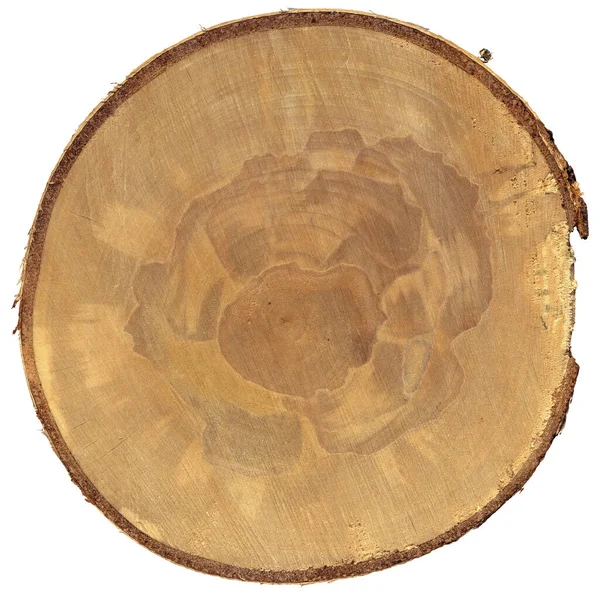 Nahaufnahme Eines Querschnitts Eines Baumstammes Isoliert Auf Weißem Hintergrund Hohe — Stockfoto