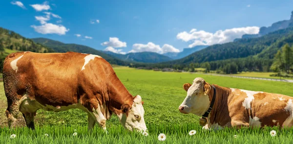 Deux Vaches Laitières Brunes Blanches Sur Pâturage Vert Montagne Avec — Photo