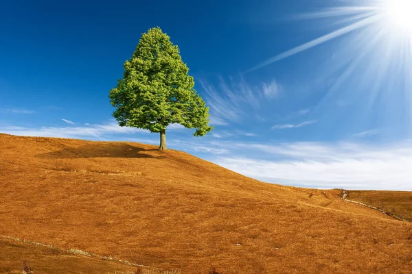 Jeden Zelený Strom Vrcholu Kopce Hnědými Loukami Proti Jasně Modré — Stock fotografie