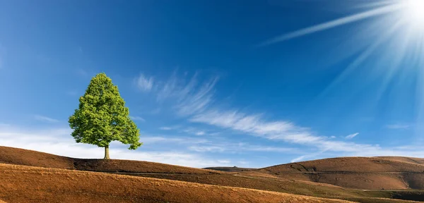 Singur Copac Verde Vârful Unui Deal Pajiști Maro Cer Albastru — Fotografie, imagine de stoc