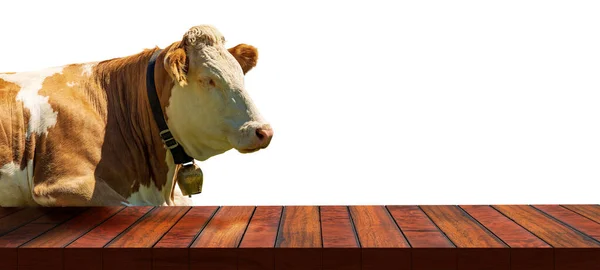 特写一张空的木制桌子 用于产品展示 和一头白色和棕色奶牛 带有牛仔铃铛 白色背景隔离 — 图库照片