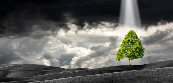 Одно Зеленое Дерево Вершине Холма Черно Белый Пейзаж Драматическим Небом — стоковое фото