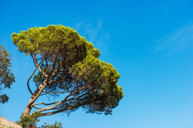 Açık mavi gökyüzüne karşı yeşil deniz çamı. Akdeniz bölgesi, Akdeniz kıyıları, Liguria, İtalya, Güney Avrupa.