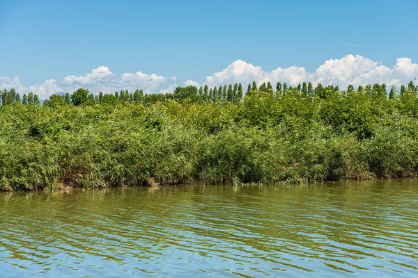 Regional Natural Park of Migliarino, San Rossore, Massaciuccoli. Nature reserve and natural landmark in Lucca and Pisa province, Tuscany, Versilia, Italy, southern Europe.