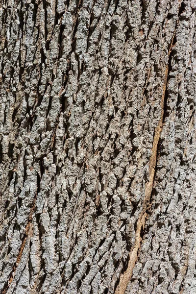 Extreme close-up of an oak tree trunk. Wooden texture, pattern or background, photography, full frame.